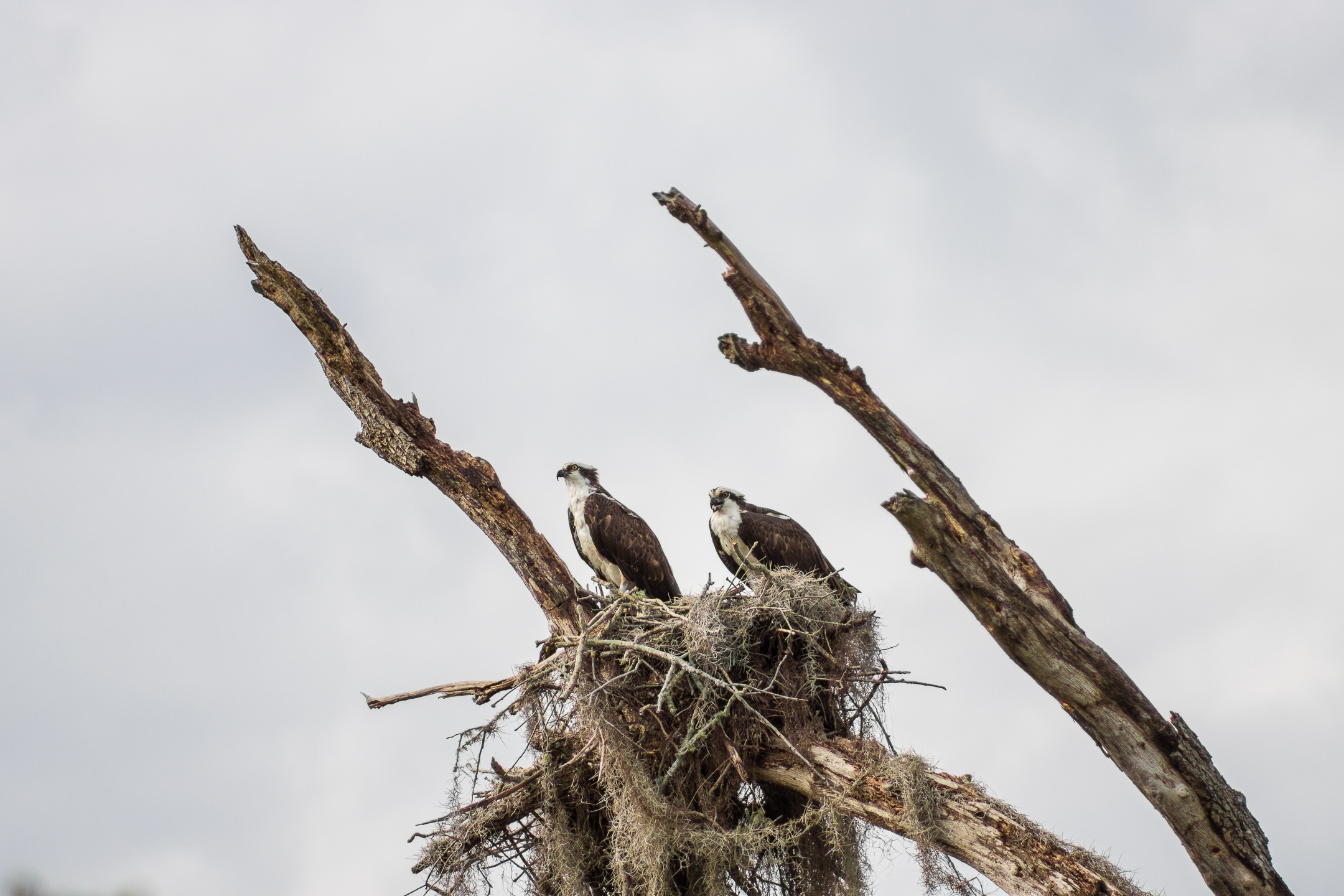 Keep Wildlife Habits Connected