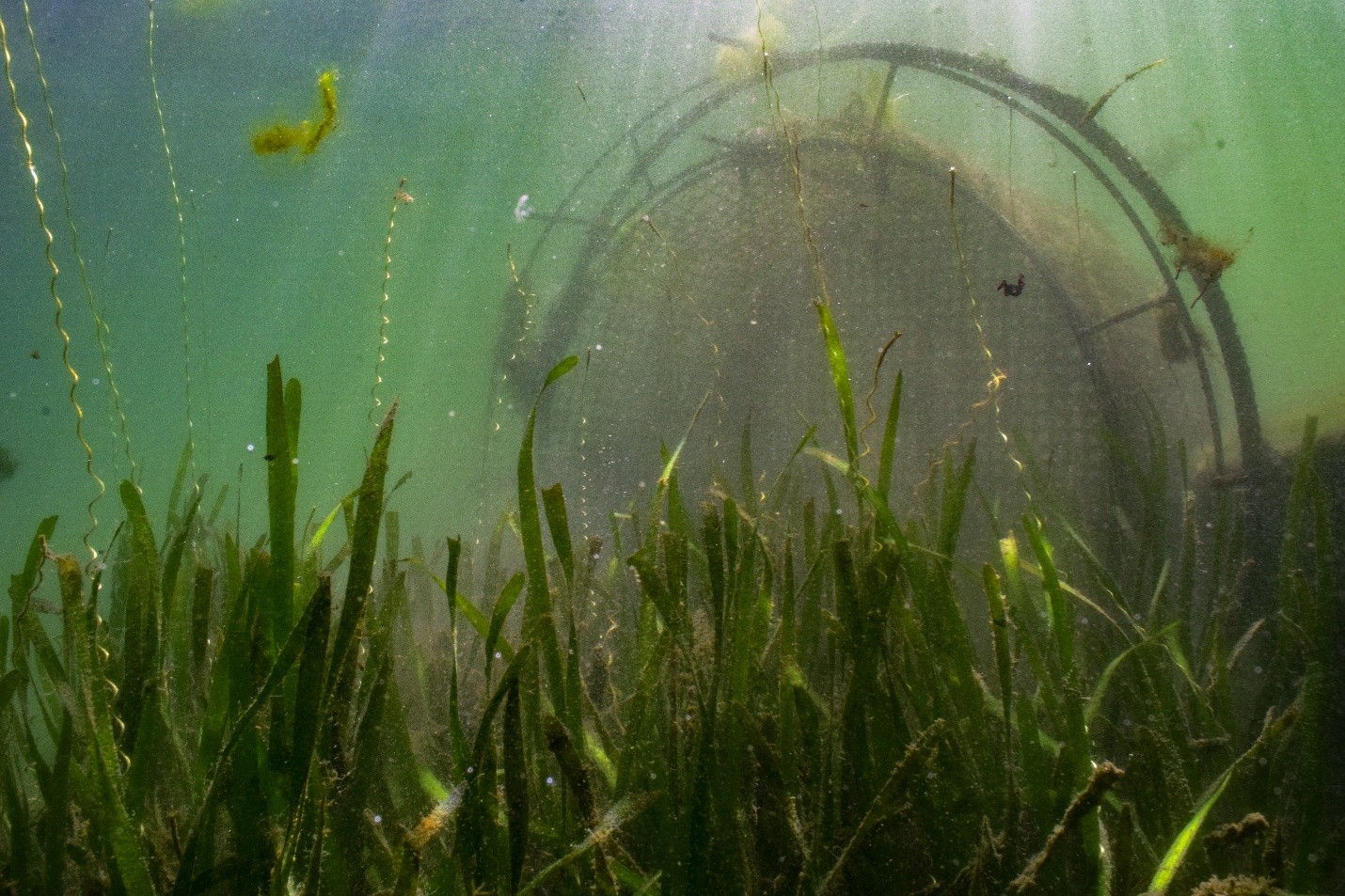 Roots of Recovery: Restoring Marine Grass, Restoring Life