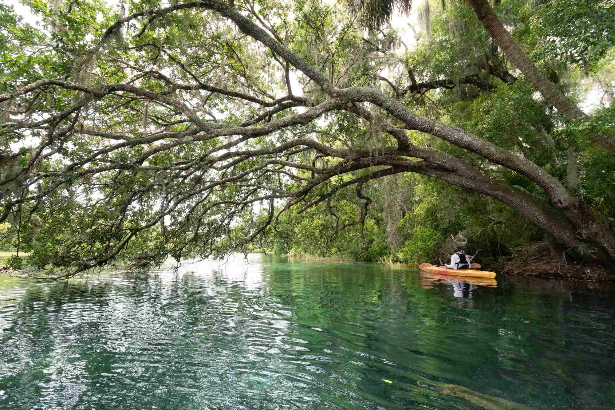 Rainbow River: Balancing Growth, Conservation, & Recreation