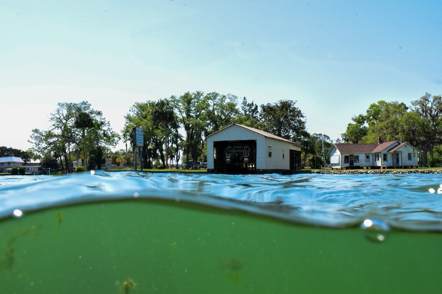 Navigating the Challenges of Marine Grass Restoration