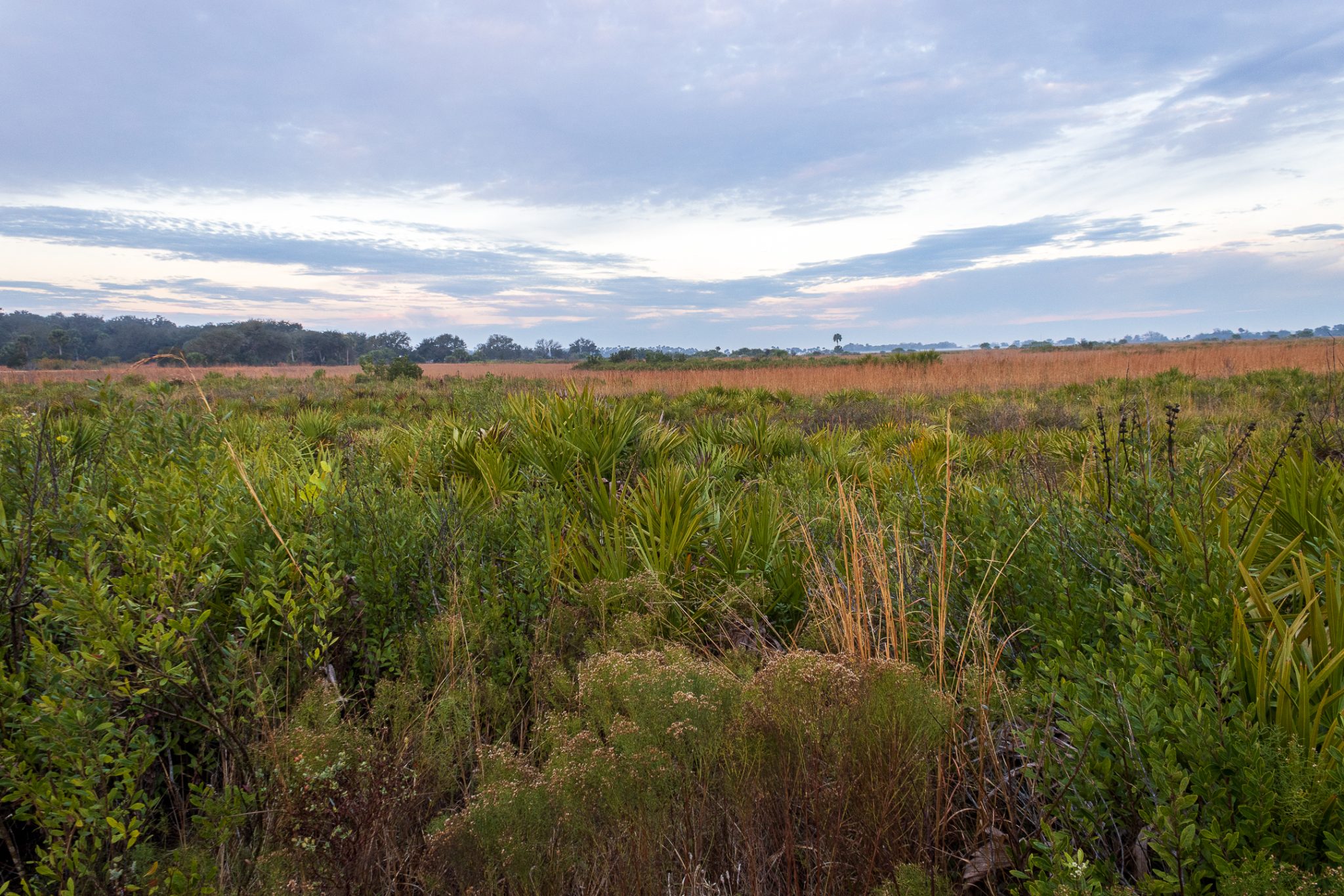 Boundless Grasses and Dark Skies: Kissimmee Prairie | Florida Wildlife ...