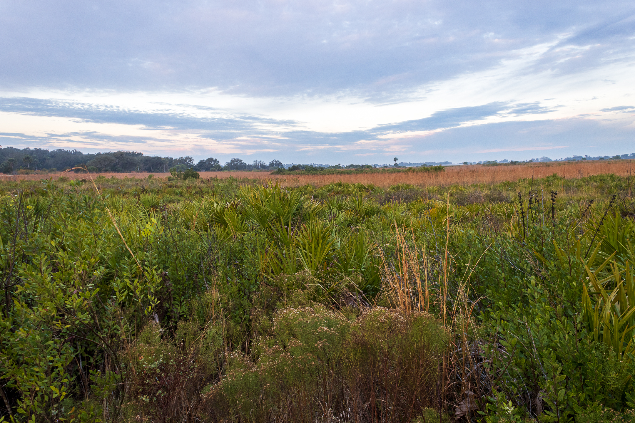 Boundless Grasses and Dark Skies: Kissimmee Prairie