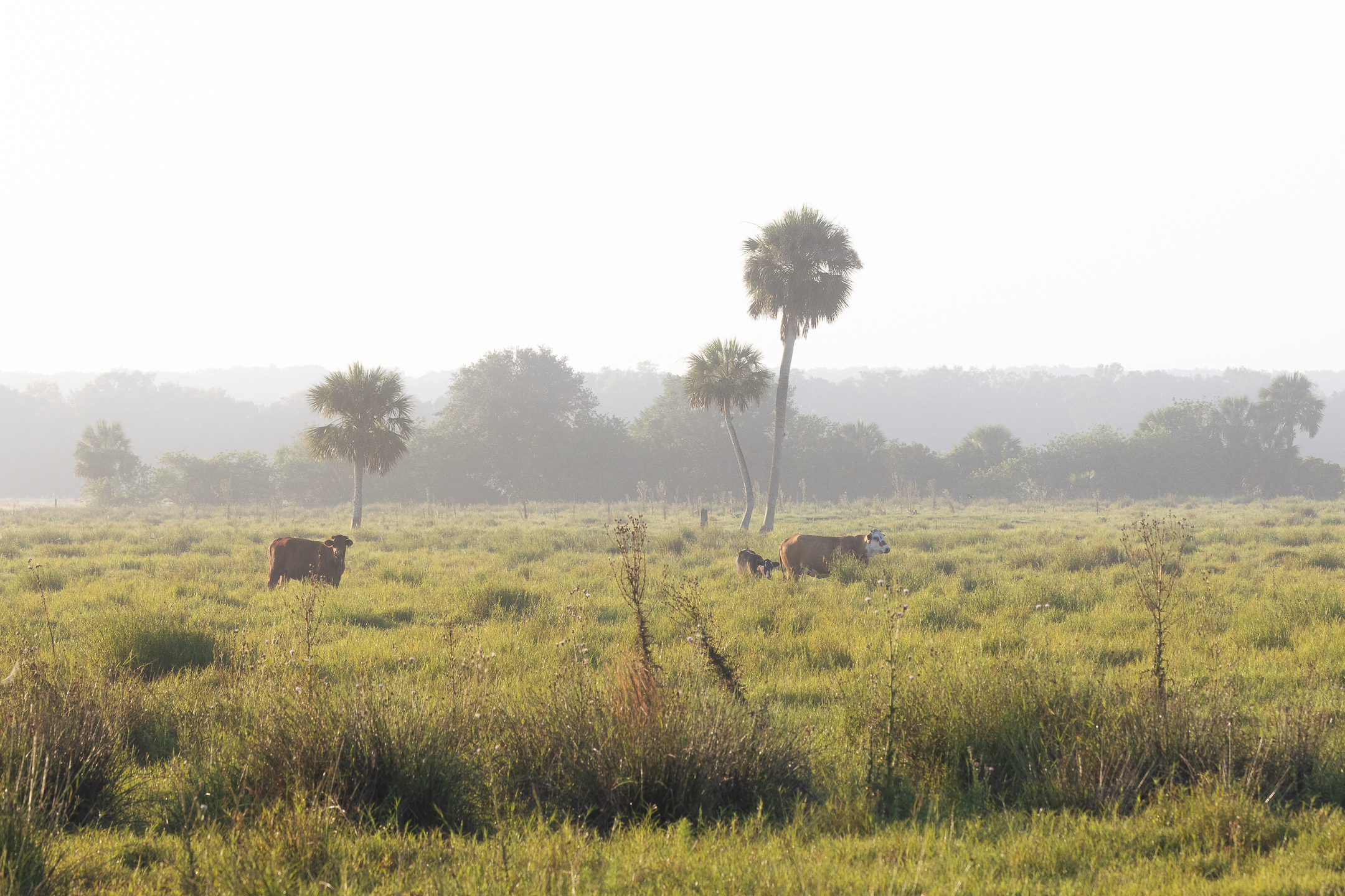 Protecting Rare Plants On Private Lands