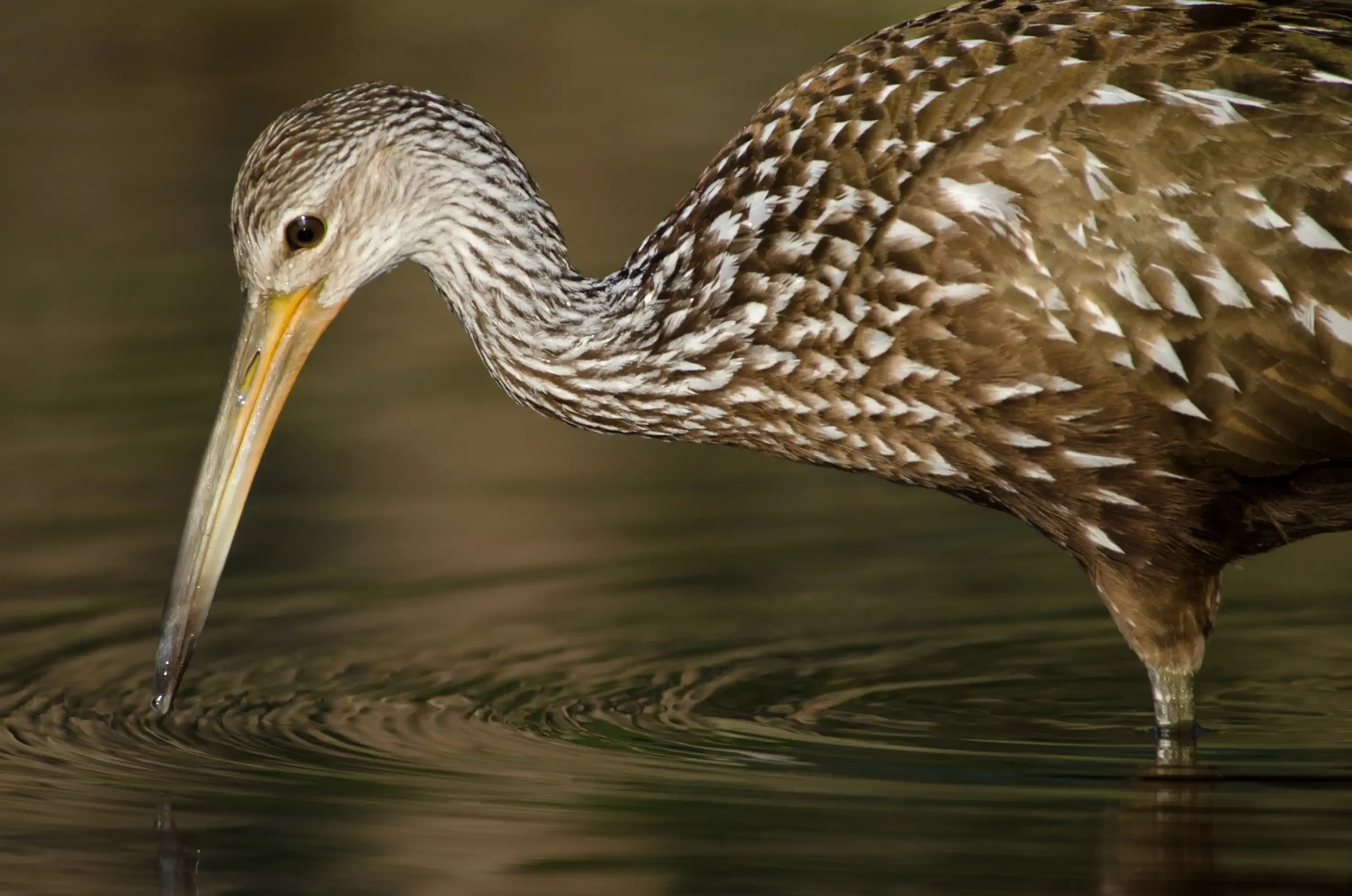 Helping Recharge Florida's Aquifers