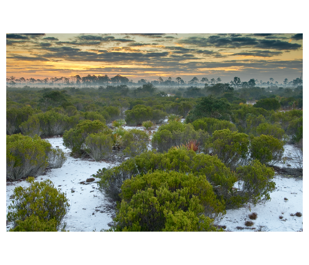 Featured image for “Timeless: Art, Science and Nature”
