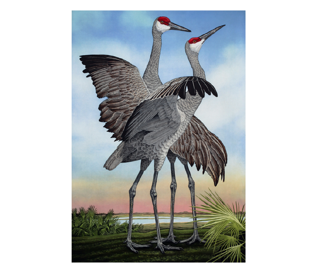 Featured image for “Fine Feathers”