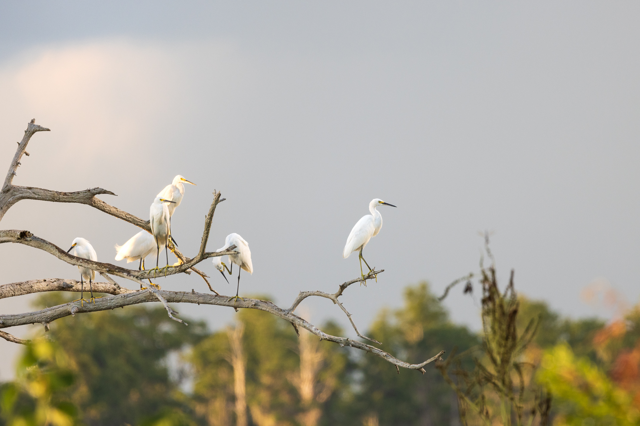 Snowy Egrets Branching Out