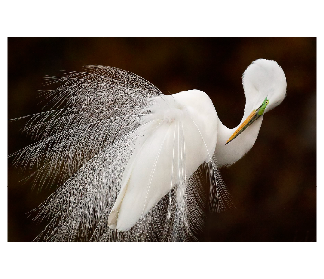 Featured image for “125 Years of Audubon In Florida at Wild Space Gallery”