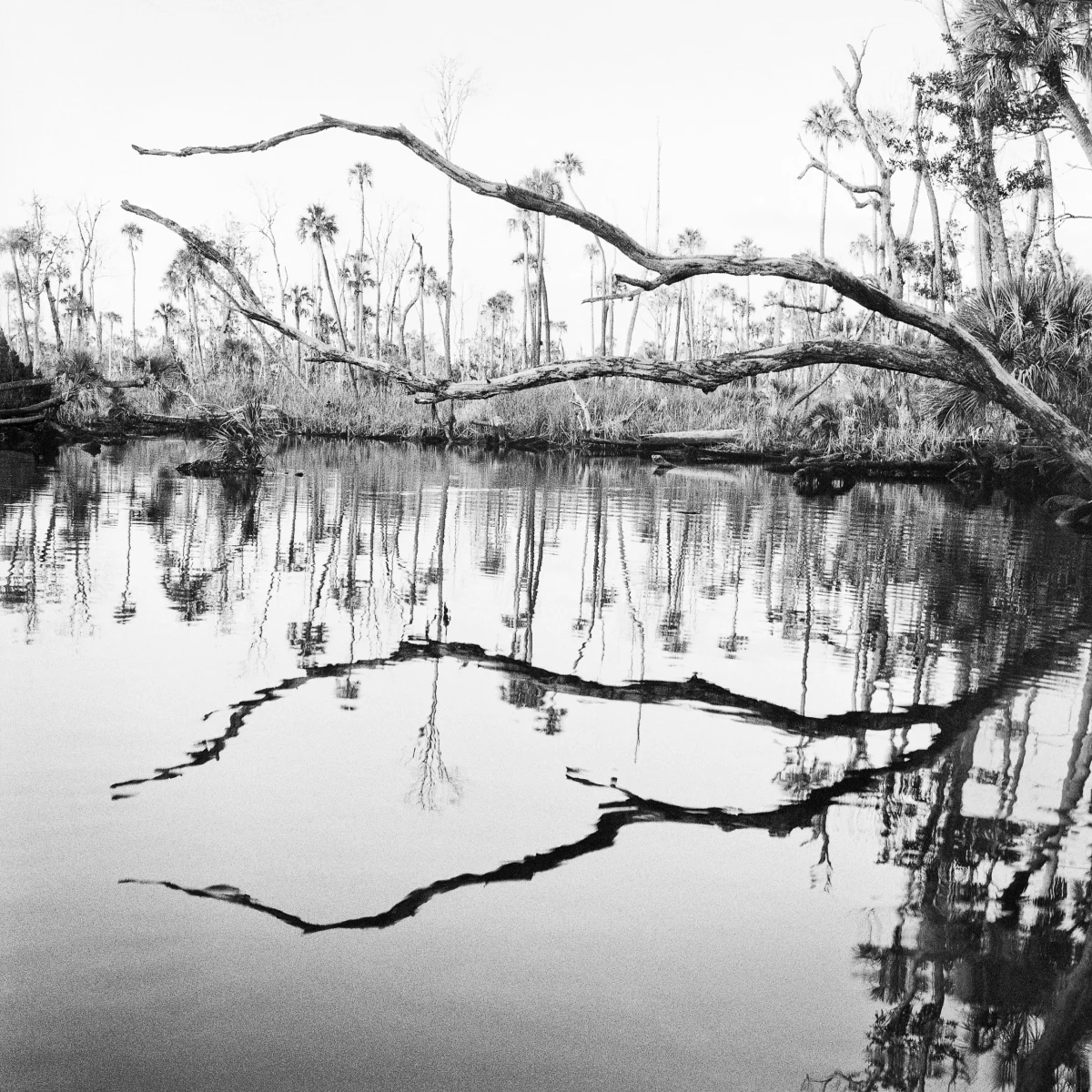 Featured image for “An Unflinching Look”