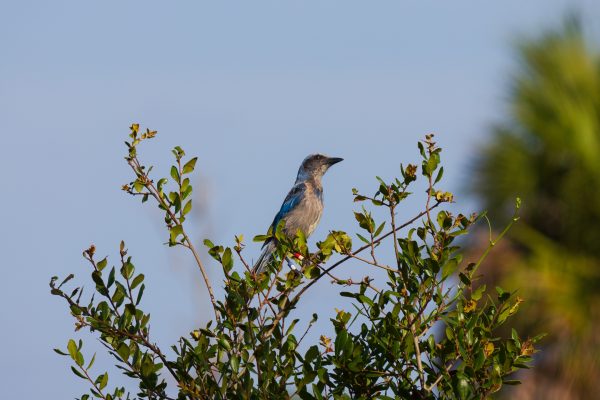 Island in a Concrete Sea: the Importance of Habitat Connectivity