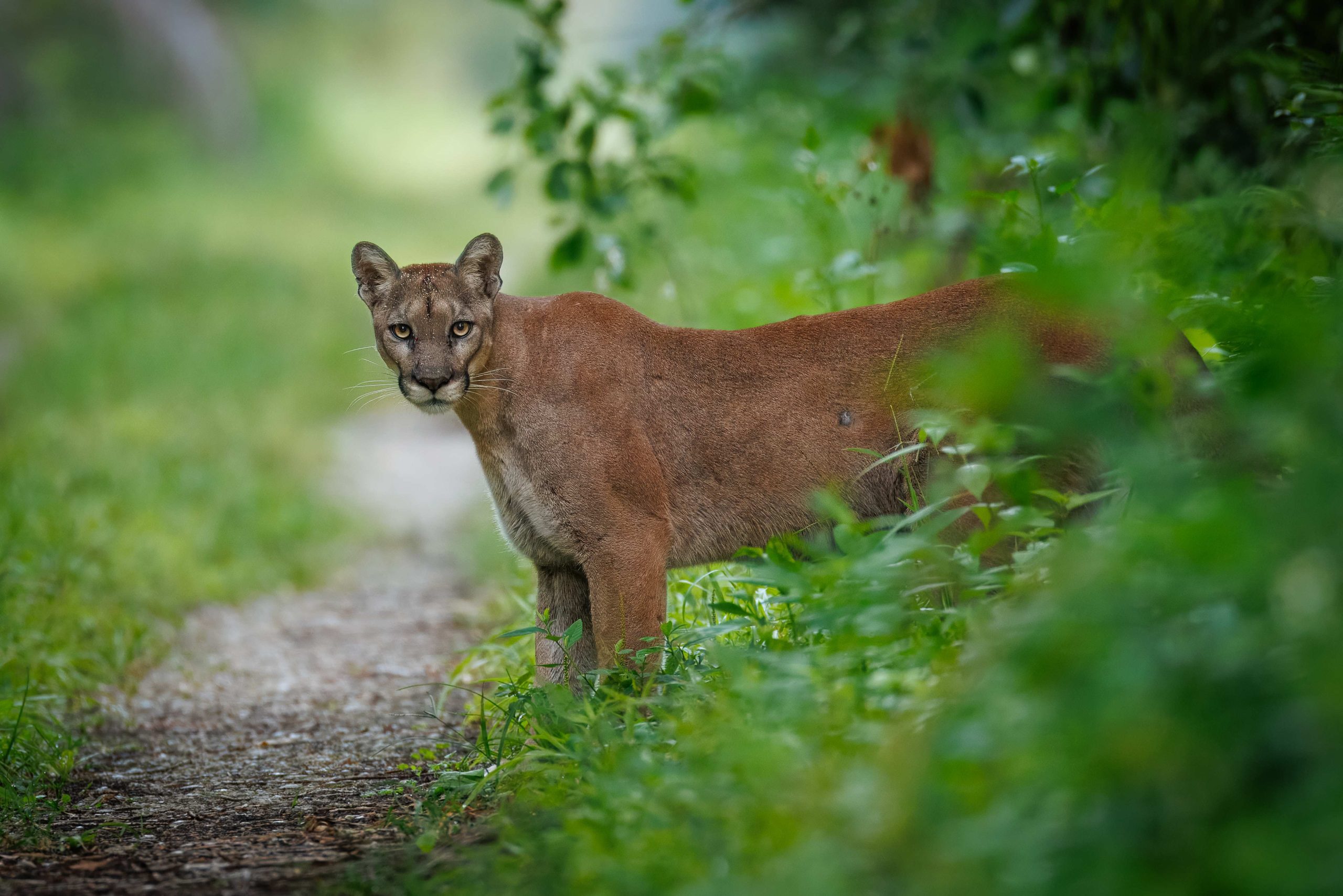 Featured image for “2026 Florida Wildlife Corridor Photo Contest Winners”
