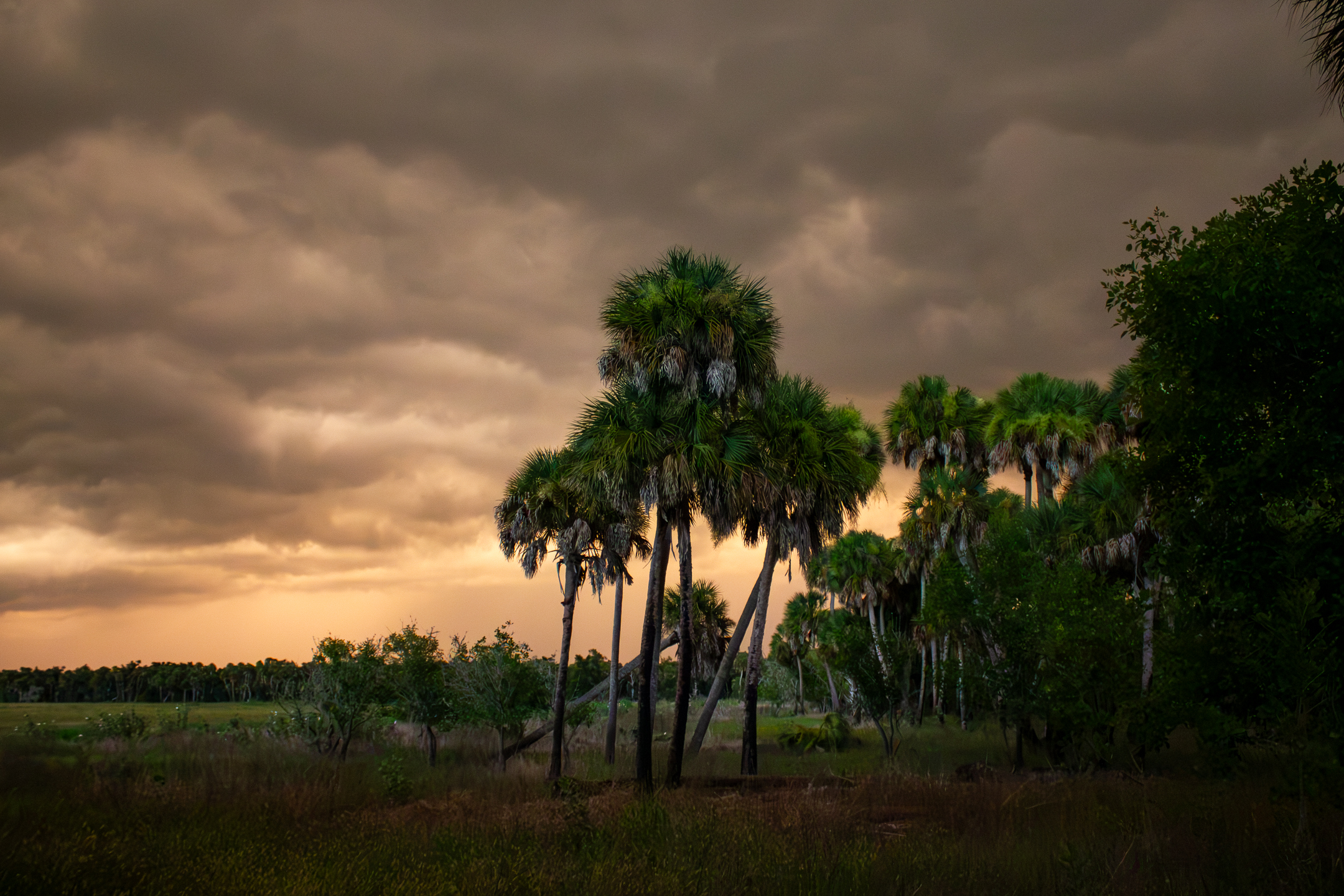 Featured image for “A Year of Florida’s Seasons”