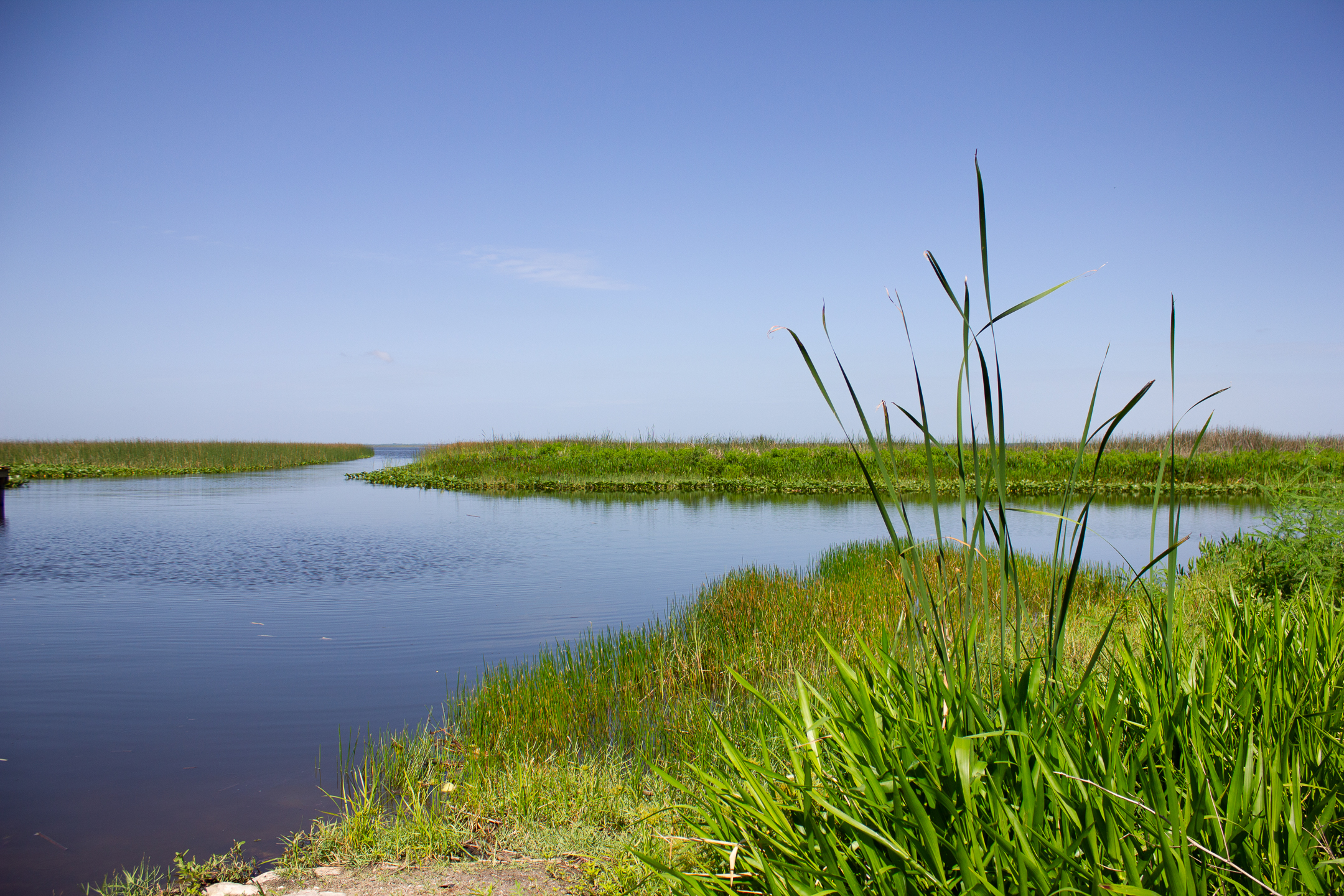 Featured image for “New Approaches to Nutrient Removal: Lake Istokpoga ”
